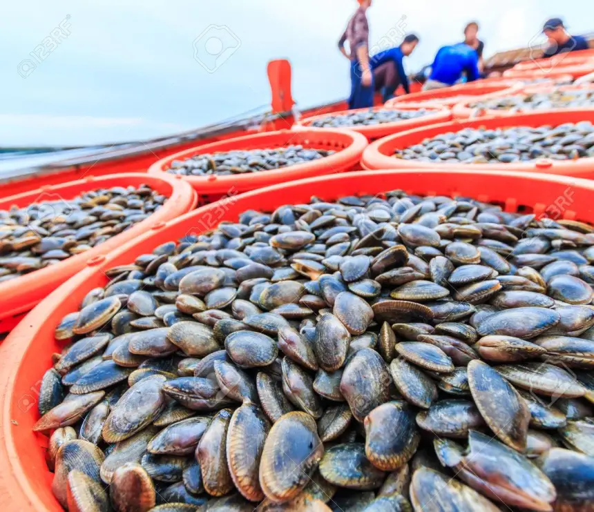 ردّوا-البال-المغاربة.-صدفيات-مسمومة-تهدد-صحة-المواطنين-بالشمال