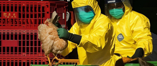 الولايات-المتحدة-تشهد-أول-وفاة-بشرية-بسلالة-نادرة-من-إنفلونزا-الطيور