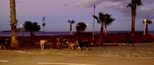 كورنيش-الناظور.-موقع-سياحي-يتزين-بالكلاب-الضالة