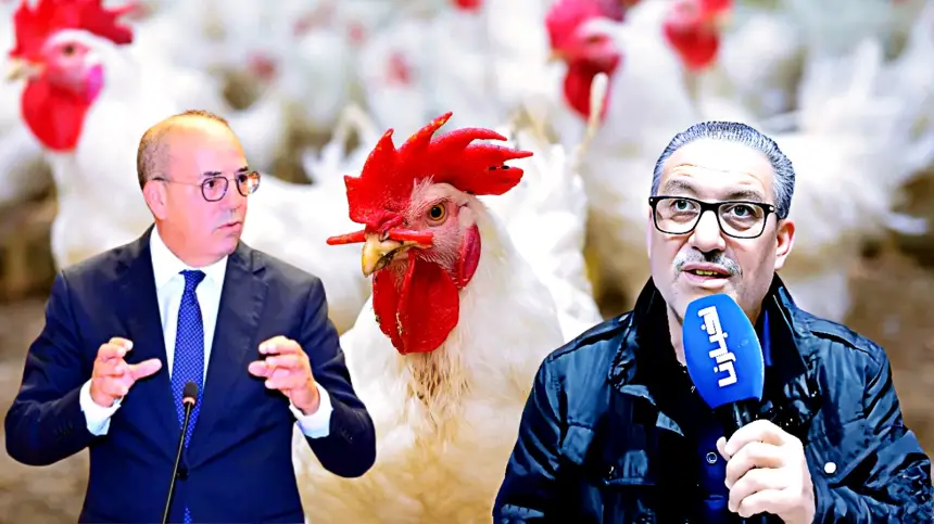 أعبود-يكشف-معطيات-مثيرة-عن-تدخل-فراقشية-قطاع-الدجاج-في-تحديد-سعر-لحوم-الفقراء