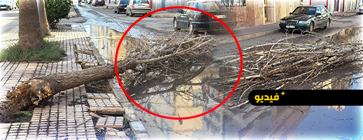 رياح-قوية-تخلف-خسائر-مادية-بالناظور.-وسقوط-الأشجار-يطرح-تساؤلات-جدية