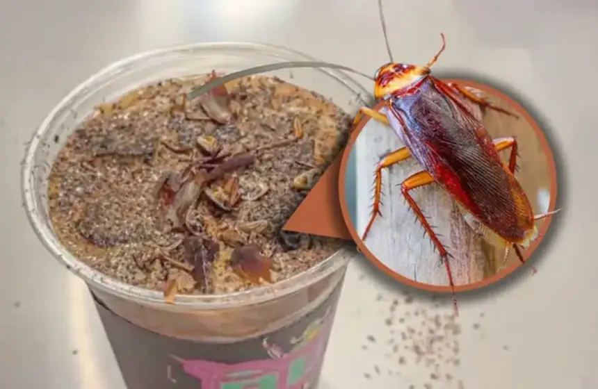 طعم-غريب-ورائحة-لا-تنسى.-قهوة-الصراصير-والنمل-تكتسح-الصين!