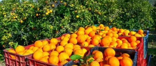 بركان-والناظور-تتصدران-إنتاج-الحوامض-في-الموسم-الفلاحي-الجاري