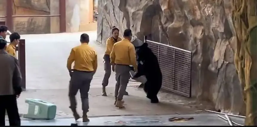 بالفيديو…دب-يهاجم-مدربه-خلال-عرض-في-حديقة-سفاري