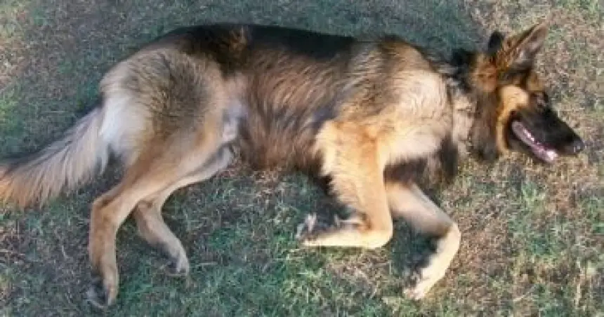 مرض-غامض-يقتل-كلابا-في-أمريكا-والباحثون-يحذرون-من-احتمال-انتقاله-للبشر