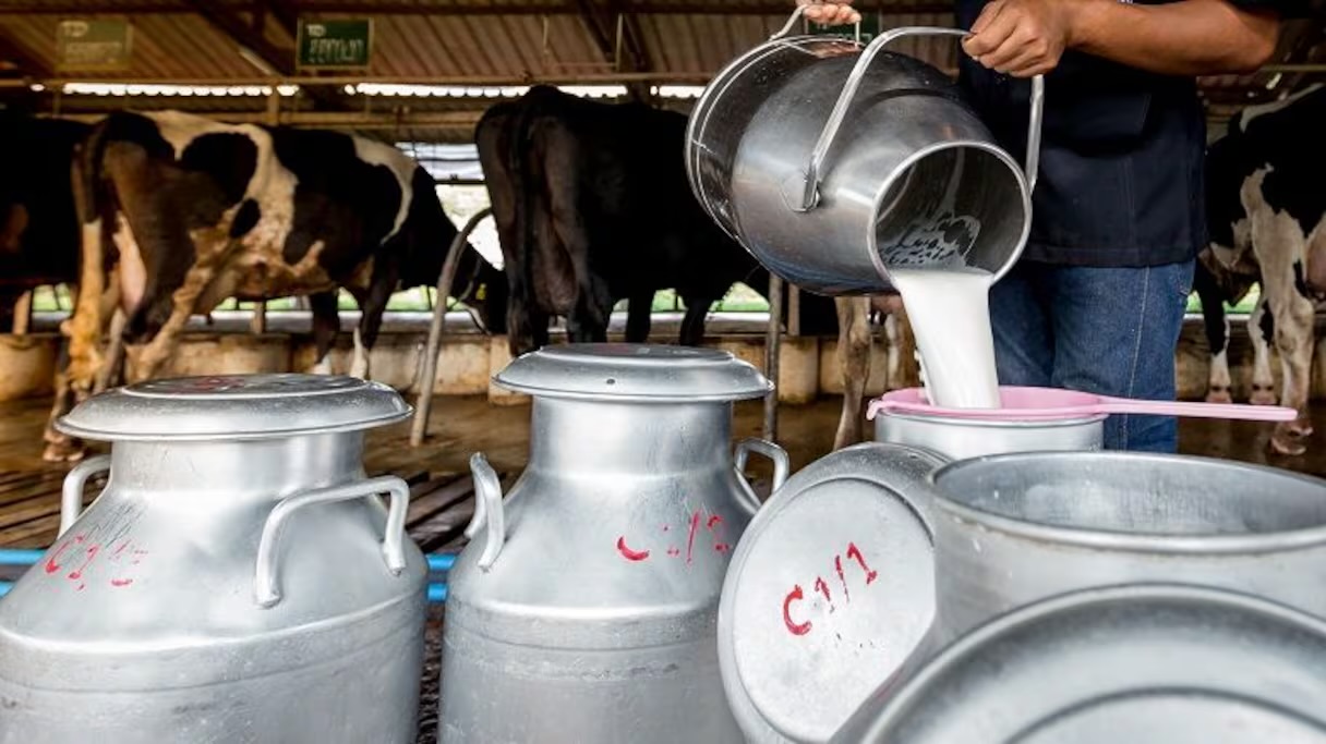 لماذا-لا-يدخل-الحليب-المغربي-إلى-أسواق-الاتحاد-الأوروبي؟-توضيحات-إسبانية