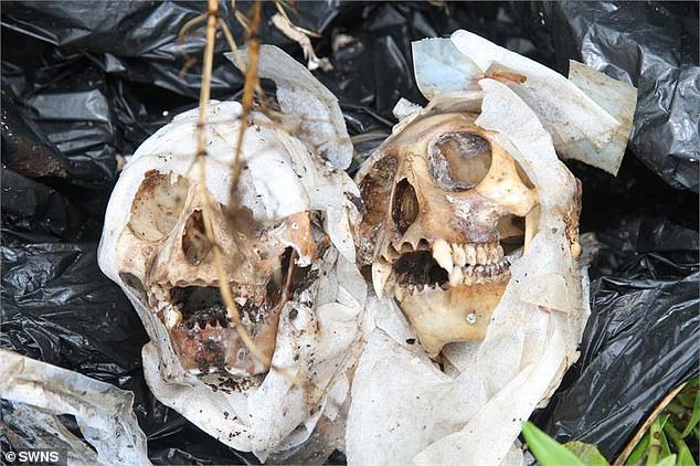 العصور-على-جمجمة-بشرية-يستنفر-سلطات-آسفي