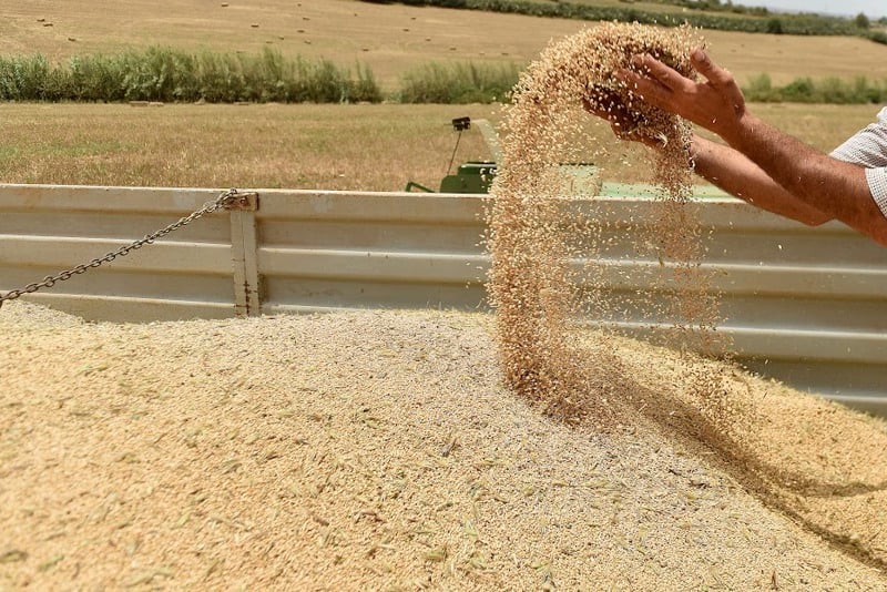 المغرب-يمدد-دعم-استيراد-القمح-اللين-حتى-نهاية-أبريل