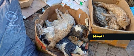 تسميم-عشرات-القطط-قرب-سوق-“لعري-الشيخ”-بالناظور-يثير-استنكارا-واسعا