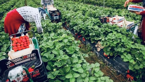 اليد-العاملة-المغربية-تعزز-الاقتصاد-الإسباني