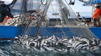 فالنسيا-تتهم-مدريد:-استيراد-السمك-من-المغرب-يهدد-الصيادين-الإسبان