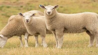 لماذا-لم-يستورد-المغرب-الأغنام-الأسترالية-رغم-فتح-السوق-رسميا؟