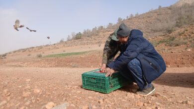 بما-في-ذلك-إقليم-الناظور.-إعادة-إعمار-المحميات-بالجهة-الشرقية-عبر-إطلاق-الآلاف-من-طيور-الحجل