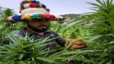 أرقام-صادمة-وتفاصيل-تصدير-“الحشيش-الطبي”-لأوروبا.-والنموذج-المغربي-يلهم-باكستان