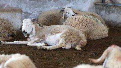 هل-تؤثر-الفيضانات-على-سوق-المواشي-قبيل-أشهر-من-عيد-الأضحى؟