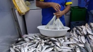 كتابة-الدولة-للصيد-البحري:-تقييد-تصدير-السردين-إجراء-ظرفي-لدعم-السوق-الوطنية