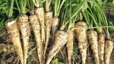 السلطات-الإسبانية-تحذر-من-شحنة-مغربية-من-“اللفت”-يحتوي-على-مبيدات-محظورة