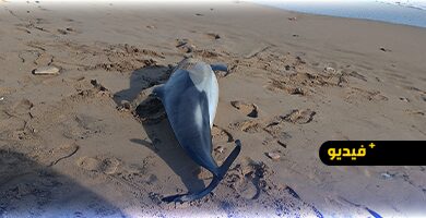 نفوق-دلفين-ضخم-على-شاطئ-أركمان-بالناظور