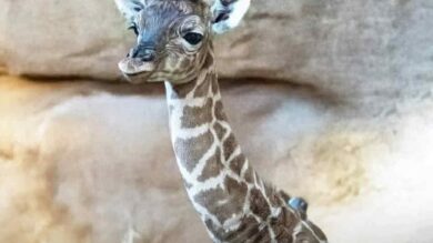 المغرب-يشهد-ولادة-أول-زرافة