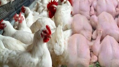 أيام-قبل-رمضان.-أسعار-الدجاج-تسجل-ارتفاعا-جديدا