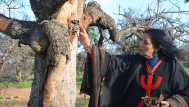 اغنية-تبعمرانت-الجديدة-توثق-انهيار-اشجار-أركان،-وتنقل-النداء-إلى-العالم-بالفيديو