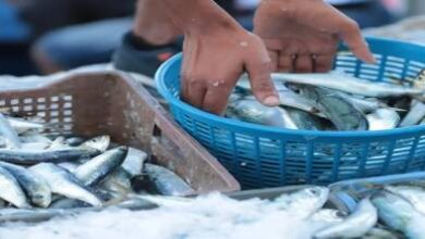 لأول-مرة-بهذا-المستوى:-أسعار-السردين-تشتعل-في-الأسواق-الوطنية