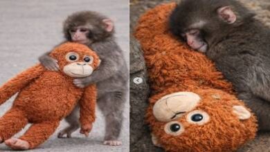 قرد-صغير-يهز-اليابان.-كيف-تحولت-قصة-“بانش”-إلى-ظاهرة-عالمية-أبكت-الملايين؟