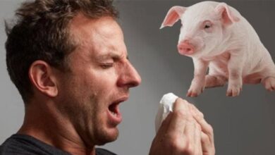 إسبانيا-تُخطر-الصحة-العالمية-بحالة-انتقال-محتملة-لإنفلونزا-الخنازير