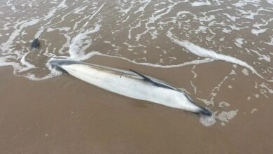 شاهدوا-دلفين-نافق-يلفظه-بحر-رأس-الماء.-ظاهرة-تتجدد-بسواحل-الناظور