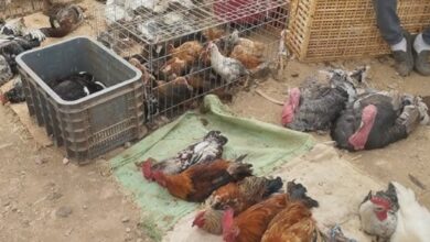 حظر-بيع-المواشي-وذبح-الدجاج-بسوق-أزغنغان-يحرك-مطالب-بتوفير-بدائل-مهيكلة