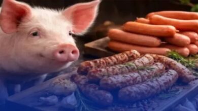 طمأنة-رسمية-للمغاربة.-أمعاء-الخنزير-المستوردة-مخصصة-للتصدير-فقط