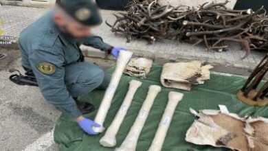 الحرس-المدني-الإسباني-يحبط-تهريب-أجزاء-حيوانات-إفريقية-نادرة-على-متن-حافلة-قادمة-من-المغرب