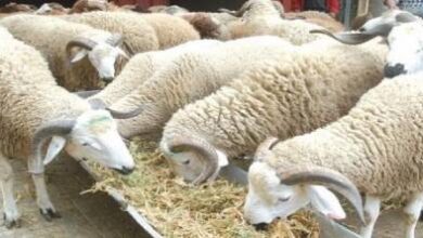 “تضليل-ممنهج”.-جمعيات-حماية-المستهلك-تفكك-“أساطير”-غلاء-كبش-العيد-وتهاجم-“الوسطاء”