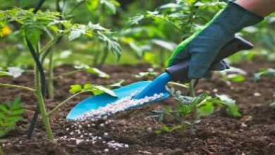 تقرير-عالمي:-المغرب-على-أعتاب-تعزيز-موقعه-في-أسواق-الأسمدة-وسط-توترات-الخليج