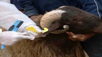 فرص-عمل-مؤقتة-قبل-عيد-الأضحى-2026.-“أنوك”-تفتح-باب-الترشح-لمراقبة-وترقيم-الأضاحي