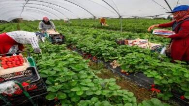 عاملات-مغربيات-يرفعن-دعوى-قضائية-ضد-مزارع-فراولة-بإسبانيا