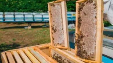 برنامج-“إحياء”-يضخ-ملايين-الدراهم-لدعم-“مربي-النحل”-بجهة-الشرق