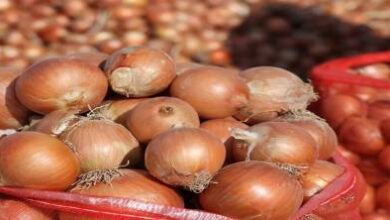 238-مليون-دولار-من-صادرات-البصل.-لكن-المستهلك-المغربي-يدفع-الثمن-في-السوق