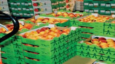 المغرب-يتصدر-واردات-الخضر-إلى-إسبانيا-بنسبة-42%-وفق-تقرير-اقتصادي-حديث