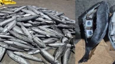 طنجة-المتوسط.-إحباط-تهريب-أطنان-من-“الشيرا”-داخل-شحنة-سمك