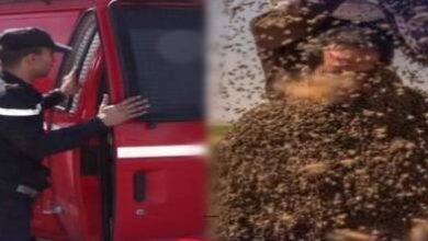 أسراب-نحل-تودي-بحياة-فلاح-داخل-ضيعته