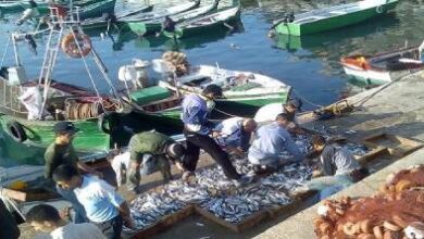 تراجع-لافت-في-مفرغات-الصيد-بالحسيمة-بنسبة-32-في-المائة-يثير-تساؤلات-حول-وضع-القطاع