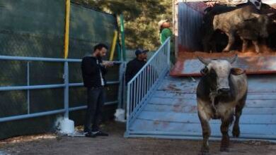 “هدنة”-مرتقبة-في-أسعار-اللحوم-الحمراء-بالمغرب-بفضل-دخول-40-ألف-رأس-من-الأبقار