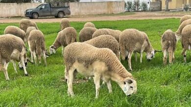 الفلاحون-يطمئنون-المغاربة:-أضاحي-العيد-وفيرة-والأسعار-مستقرة