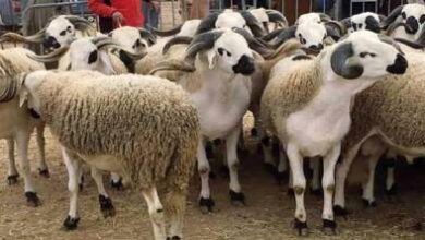 قبل-عيد-الأضحى.-هذه-توقعات-أسعار-الأغنام-واللحوم-الحمراء-في-المغرب