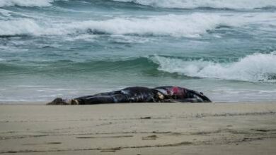 الناظور:-العثور-على-جثة-شاب-مجهول-الهوية-بـ-“شاطئ-ميامي”-ببني-أنصار-ونقلها-للمستشفى-الإقليمي