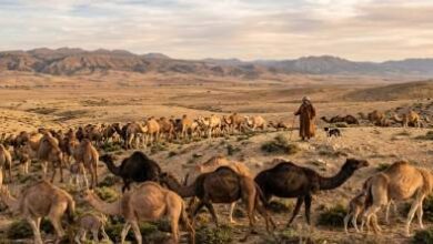 توقيف-رعاة-رحل-بعد-حادثة-تعنيف-خطيرة-لعون-سلطة