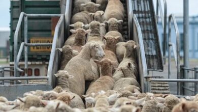شحنات-أغنام-إسبانية-تصل-المغرب-قبل-عيد-الأضحى.-هل-تنجح-في-خفض-الأسعار؟