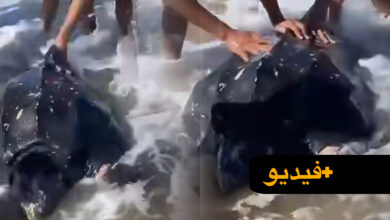 “تأبى-العودة-إلى-الأعماق”.-سلحفاة-بحرية-عملاقة-تثير-دهشة-زوار-شاطئ-السعيدية