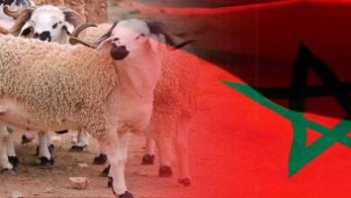 فلكيا.-هذا-هو-الموعد-المرتقب-لعيد-الأضحى-2026-في-المغرب